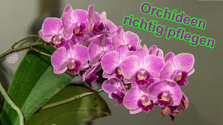 Orchideen richtig pflegen –Orchidee Pflege Tipps  Standort Gießen Düngen uvm [upl. by Brittain232]