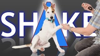 3 Ways to Teach your Dog How to Shake [upl. by Asselam226]