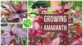 Grow Your Own Superfood The Ultimate Guide to Red Amaranth Amaranthus [upl. by Oiramat472]