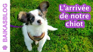 Adoption de notre chiot phalène  Bienvenue Karma [upl. by Ahon890]