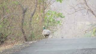 Peacock Video Peacocks and Peahens running in jungleIndore [upl. by Hsan375]