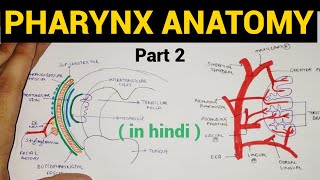 Pharynx Anatomy 24  Oropharynx  Tonsil  Head amp Neck [upl. by Kleiman56]