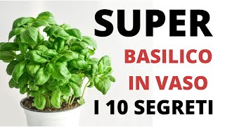 Basilico in vaso SUPER Le 10 cose da fare [upl. by Bobseine23]