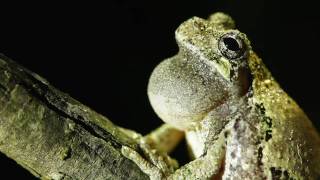 Gray Treefrog [upl. by Annaesor697]