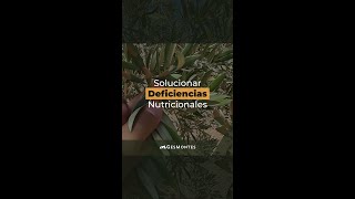 SOLUCIONAR DEFICIENCIAS NUTRICIONALES [upl. by Amzaj]