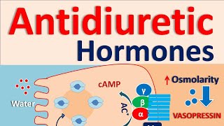 Antidiuretic hormones [upl. by Hugo750]