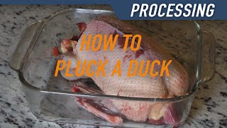 How to Pluck a Duck [upl. by Ennovehc233]