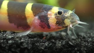 How To Care For Your Kuhli Loaches [upl. by Hospers953]