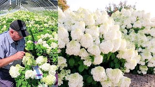 Hydrangea Little Hottie®  Terrific Small Growing Free Flowering Easy to Grow Panicle Hydrangea [upl. by Miche]