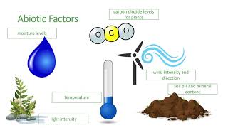 Abiotic Factors [upl. by Aillil400]