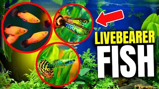 Why Livebearer Aquarium Fish Are Great For Beginners [upl. by Thetes]