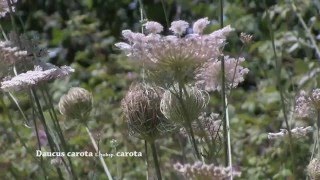 Daucus carota [upl. by Airemat]