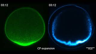 A Live Look Inside Oocytes [upl. by Copp]