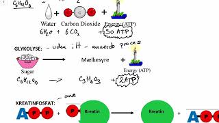 ATP Respiration glykolyse og kreatinfosfat dansk [upl. by Scharaga]