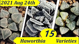 Haworthia 2021Aug24th [upl. by Jeddy102]