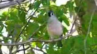 Tufted Titmouse singing [upl. by Albie]