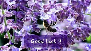 Good luck [upl. by Harv]