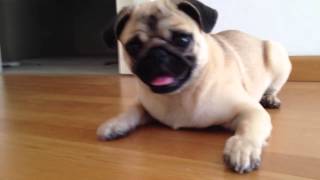 Cute and Crazy Pug barking and playing with a bottle [upl. by Salomone]