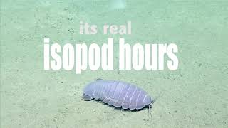 REAL ISOPOD HOURS [upl. by Arjan]