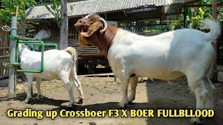 Boer Goat Crossed with F3 Cross Boer Goat  Goat farming in rural [upl. by Studley]