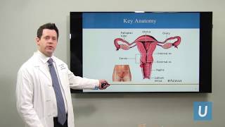 What Is Cervical Cancer  Joshua G Cohen MD  UCLA Obstetrics and Gynecology [upl. by Quenna]