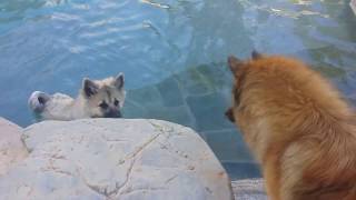 135 week old female Eurasier puppy loves swimming [upl. by Severn214]