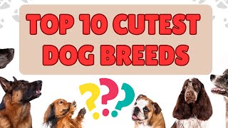 Top 10 Cutest Dog Breeds That Will Melt Your Heart [upl. by Fedora837]