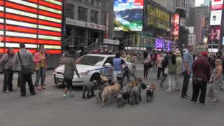 Coralee NYC Professional Dog Walker [upl. by Gulick471]