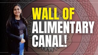 What is Wall of Alimentary Canal  alimentarycanal [upl. by Kayle]