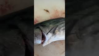 Bonito fish catch and cook fishing californiasurffishing fishingvideo [upl. by Shirleen]