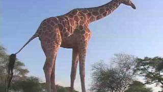 Kenyan Giraffe Finds Comfort With Humans [upl. by Odnala341]