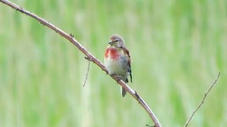 Hänfling  Bluthänfling Carduelis cannabina  Common Linnet [upl. by Leuamme]