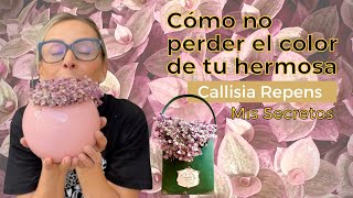 Mis mejores tips para cuidar a tu callisia repens la pequeña más linda [upl. by Stoneman]