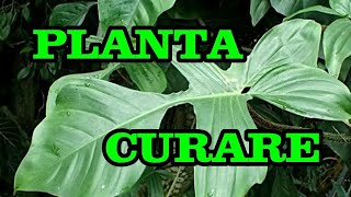 El Curare l Planta l Nuestro Insólito Universo [upl. by Elleirua]