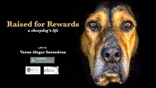 Raised For Rewards  A Sheepdogs Life  New Zealand  Sheepdog Trial  Working Dog  Dog Training [upl. by Quarta]