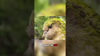 Kakapo Comeback The Fight for Survival [upl. by Nnednarb]