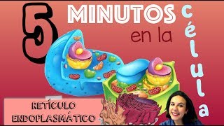 El Retículo Endoplasmático  5 minutos en la célula BioESOsfera [upl. by Ylam]