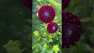 Picking your favorite Dahlias from your garden [upl. by Neelyhtak850]