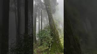 Pine forest darjeeling cloud view music song love pineforest darjeelingdiary cloudview [upl. by Nauht]