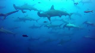 Diver swims straight into gigantic school of hammerhead sharks [upl. by Aivilo]