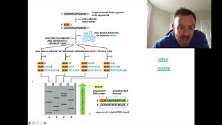 DNA Sequencing Methods OCR Biology A Level 631 [upl. by Enitsua521]