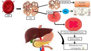 Hémolyse physiologique et pathologique [upl. by Norok]