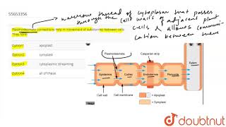 Plasmodesmata connections help in movement of substances between cells  They form [upl. by Naneek]