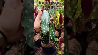 Begonia polkadot cwakep tanamanhiasbegonia garden begonias [upl. by Mhoj]