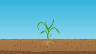 Application of Starter Fertilizer in Corn [upl. by Yanad]