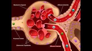 USMLE® Step 1 High Yield Nephrology Diuretics [upl. by Munmro]