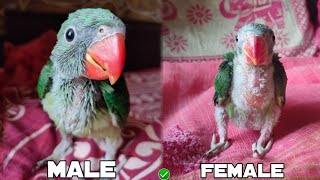 Baby Alexandrine Parrot mai kaise pta kare Male hai ya Female  Baby Parrot Gender Identification [upl. by Anirret]