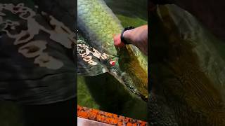 Arapaima monster fish 😱💯😎 shorts monsterfish fishing [upl. by Ydnes]