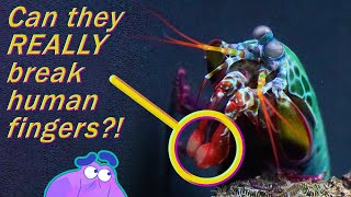 How the Mantis Shrimp Can Punch Through Glass  Alien Ocean [upl. by Rudolfo333]