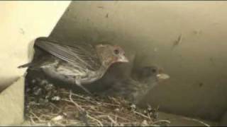 House finch feeding chicks in nest Carpodacus Mexicanus  Dandole de comer a las crias en el nido [upl. by Nedyarb]